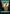 Forest (280) [Streets of New Capenna] - Magic: The Gathering - Card Brawlers | Quebec | Canada |