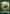 Saproling Token [Commander Anthology Volume II Tokens] - Magic: The Gathering - Card Brawlers | Quebec | Canada |