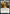 Yoshimaru, Ever Faithful [Kamigawa: Neon Dynasty Commander] - Magic: The Gathering - Card Brawlers | Quebec | Canada |