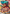 Volcanion (XY185) [XY: Black Star Promos] - Pokémon - Card Brawlers | Quebec | Canada |