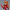 Good Smile - Plamatea - Neon Genesis Evangelion - Asuka Shikinami Langley - (PREORDER) December 15, 2026