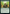 Wirewood Pride [Game Night: Free-for-All] - Magic: The Gathering - Card Brawlers | Quebec | Canada |
