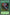 Limiter Removal [PSV-064] Super Rare - Yu-Gi-Oh! - Card Brawlers | Quebec | Canada |
