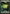Forest (246) [Zendikar] - Magic: The Gathering - Card Brawlers | Quebec | Canada |