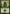 Forest (303) [Mirrodin] - Magic: The Gathering - Card Brawlers | Quebec | Canada |