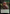 Pest Token [Outlaws of Thunder Junction: Breaking News Tokens] - Magic: The Gathering - Card Brawlers | Quebec | Canada |