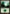 Forest (156) [Planechase 2012] - Card Brawlers