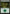 Forest (272) [Core Set 2021] - Card Brawlers
