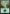 Forest (77) [Jumpstart] - Card Brawlers