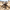 HIYA TOYS - Starship Troopers - 1/12 Scale None Scale 5.3 Inch - Warrior Bug - (PREORDER) September 30, 2027 - Card Brawlers