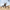 HIYA TOYS - Starship Troopers - 1/12 Scale None Scale 5.3 Inch - Warrior Bug - (PREORDER) September 30, 2027 - Card Brawlers