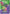 Palworld TCG - Dawn of Palagos - Green/Purple Trial Deck (PREORDER) July 30, 2026