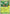 Tropius (005/null) - Holofoil [ME 30th Celebration] - Card Brawlers