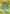 Ivysaur (5/18) [Southern Islands] - Card Brawlers | Quebec | Canada | Yu-Gi-Oh!