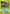 Hoppip (61/111) [Neo Genesis 1st Edition] - Card Brawlers | Quebec | Canada | Yu-Gi-Oh!