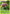Dustox (8/108) [XY: Roaring Skies] - Card Brawlers | Quebec | Canada | Yu-Gi-Oh!