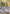 Kirlia (33/106) (Stamped) [EX: Emerald] - Card Brawlers | Quebec | Canada | Yu-Gi-Oh!