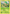 Pansage (10/146) [XY: Base Set] - Card Brawlers | Quebec | Canada | Yu-Gi-Oh!
