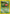 Hoppip (61/111) [Neo Genesis Unlimited] - Card Brawlers | Quebec | Canada | Yu-Gi-Oh!