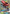 Tapu Bulu GX (SM32) [Sun & Moon: Black Star Promos] - Card Brawlers | Quebec | Canada | Yu-Gi-Oh!