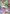 Gallade EX (34/108) [XY: Roaring Skies] - Card Brawlers | Quebec | Canada | Yu-Gi-Oh!