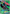 Tapu Bulu GX (130/147) [Sun & Moon: Burning Shadows] - Card Brawlers | Quebec | Canada | Yu-Gi-Oh!