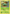 Cacnea (4/162) [XY: BREAKthrough] - Card Brawlers | Quebec | Canada | Yu-Gi-Oh!