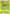 Skiploom (4/114) [XY: Steam Siege] - Card Brawlers | Quebec | Canada | Yu-Gi-Oh!