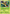 Snivy (BW06) [Black & White: Black Star Promos] - Card Brawlers | Quebec | Canada | Yu-Gi-Oh!