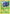Tangela (8/83) [XY: Generations] - Card Brawlers | Quebec | Canada | Yu-Gi-Oh!