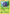 Tangela (4/160) [XY: Primal Clash] - Card Brawlers | Quebec | Canada | Yu-Gi-Oh!