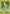 Bayleef (28/111) [Neo Genesis Unlimited] - Card Brawlers | Quebec | Canada | Yu-Gi-Oh!