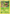 Chespin (7/162) [XY: BREAKthrough] - Card Brawlers | Quebec | Canada | Yu-Gi-Oh!
